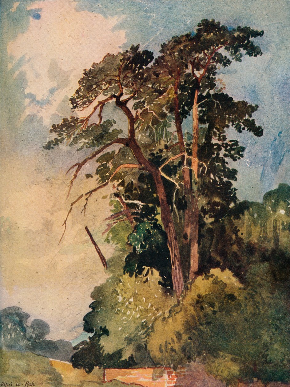 Studie af træer, c1880 af Alfred William Rich