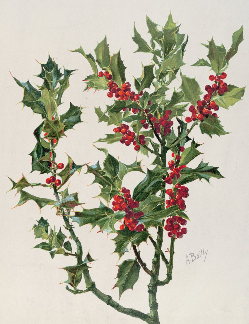 Holly, illustration fra Encyclopédie Artistique et Documentaire de la Plante, udgivet i Paris, 1904-08 chromolitho af Alice Bailly