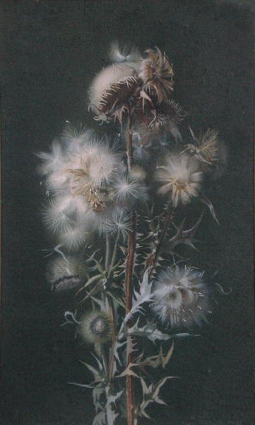 Thistledown (akvarel på papir) af Alice Gray