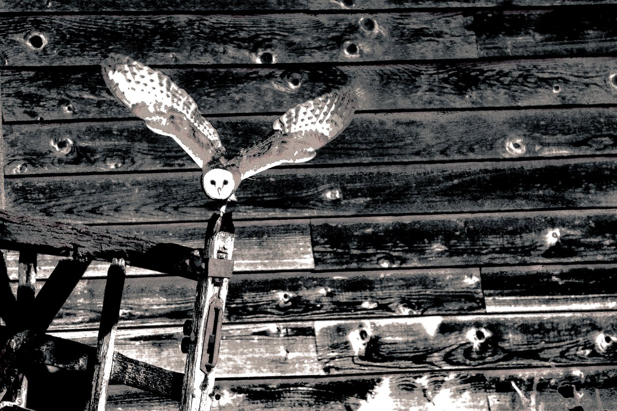 Airborne, fra serien Barn Owl, 2018 (fotografi) af Alice Gur Arie