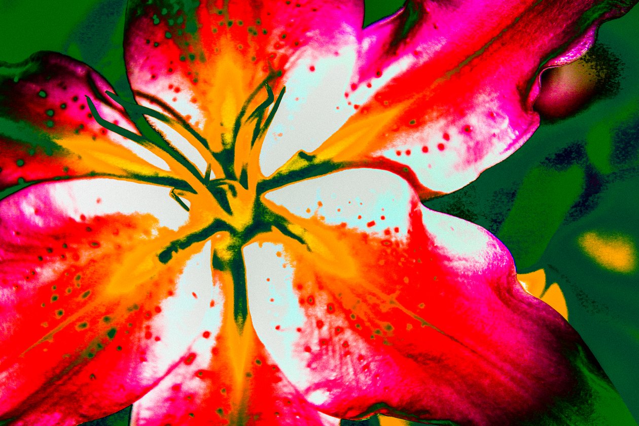 California Lily, 2016 (håndmalet fotografi) af Alice Gur Arie