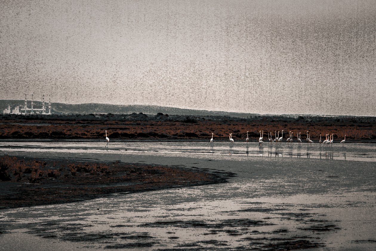 Congregation, fra serien Camargue Flamingos, 2017 (håndmalet fotografi) af Alice Gur Arie