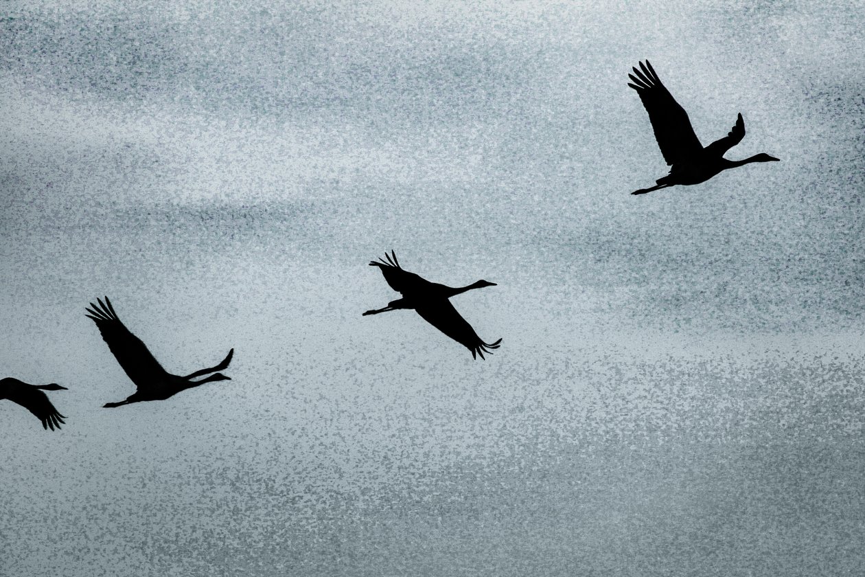 Wing on Wing, fra serien Over Hula, 2016 (fotografi) af Alice Gur Arie