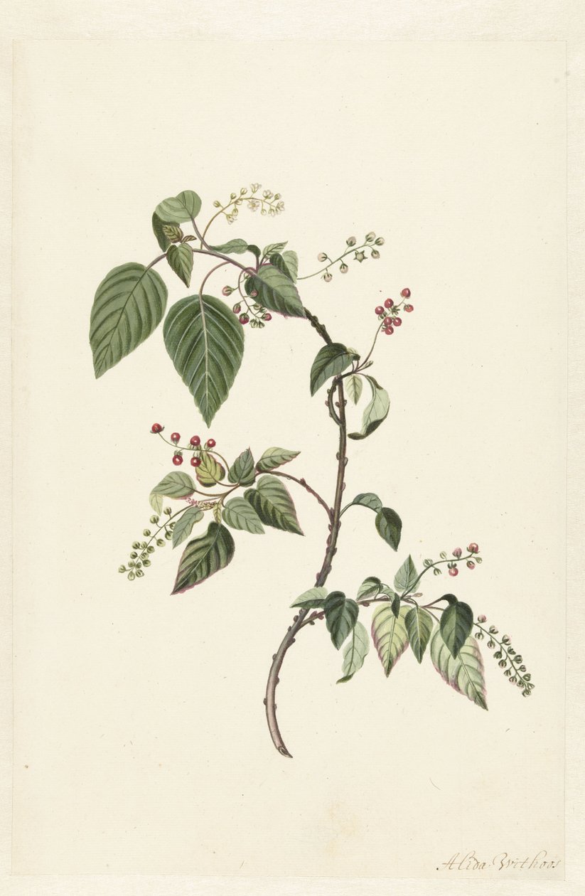 Nandina (Nandina domestica) af Alida Withoos