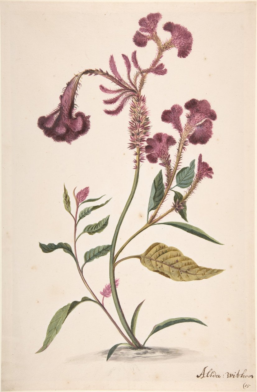 Studie af en Hanekam Celosia argentea, n.d.. af Alida Withoos