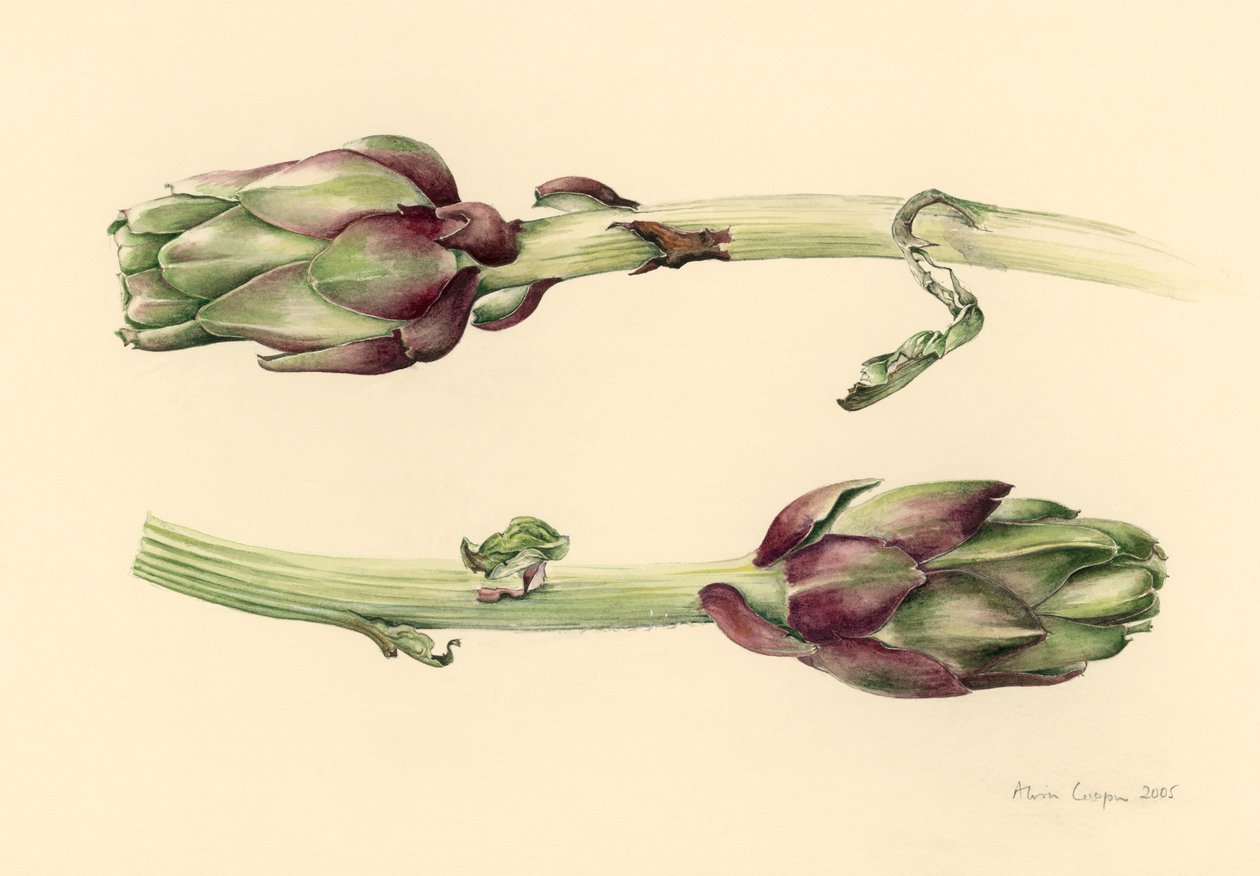 Artiskokker, 2005 af Alison Cooper