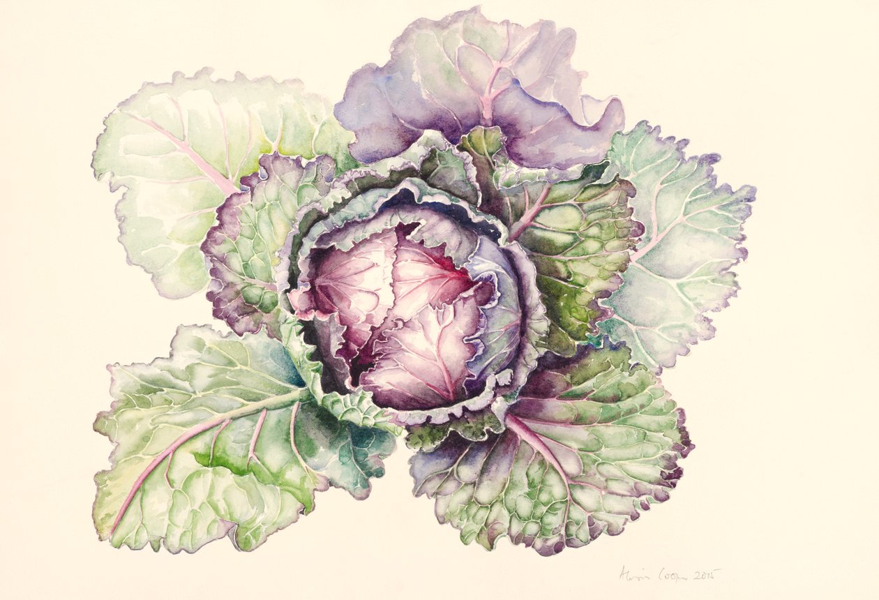 Kål fra markedet, 2015, akvarel af Alison Cooper
