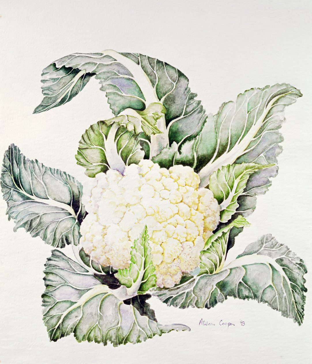 Blomkålsundersøgelse, 1993 af Alison Cooper
