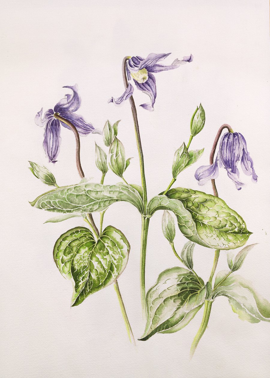 Clematis Integrifolia af Alison Cooper