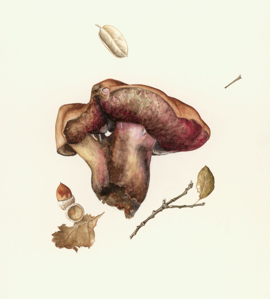 Svamp af Alison Cooper