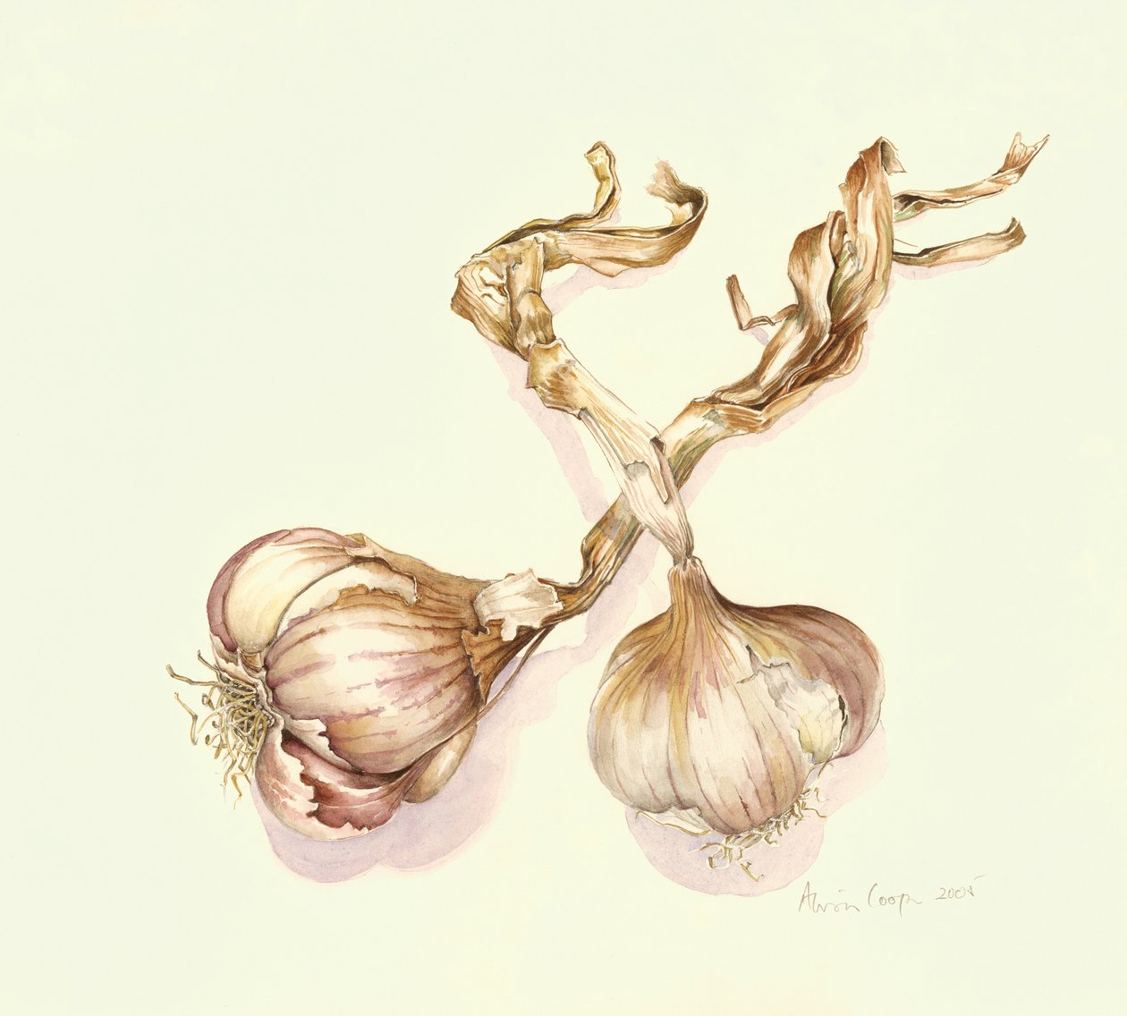 Hvidløgsløg, 2005 af Alison Cooper