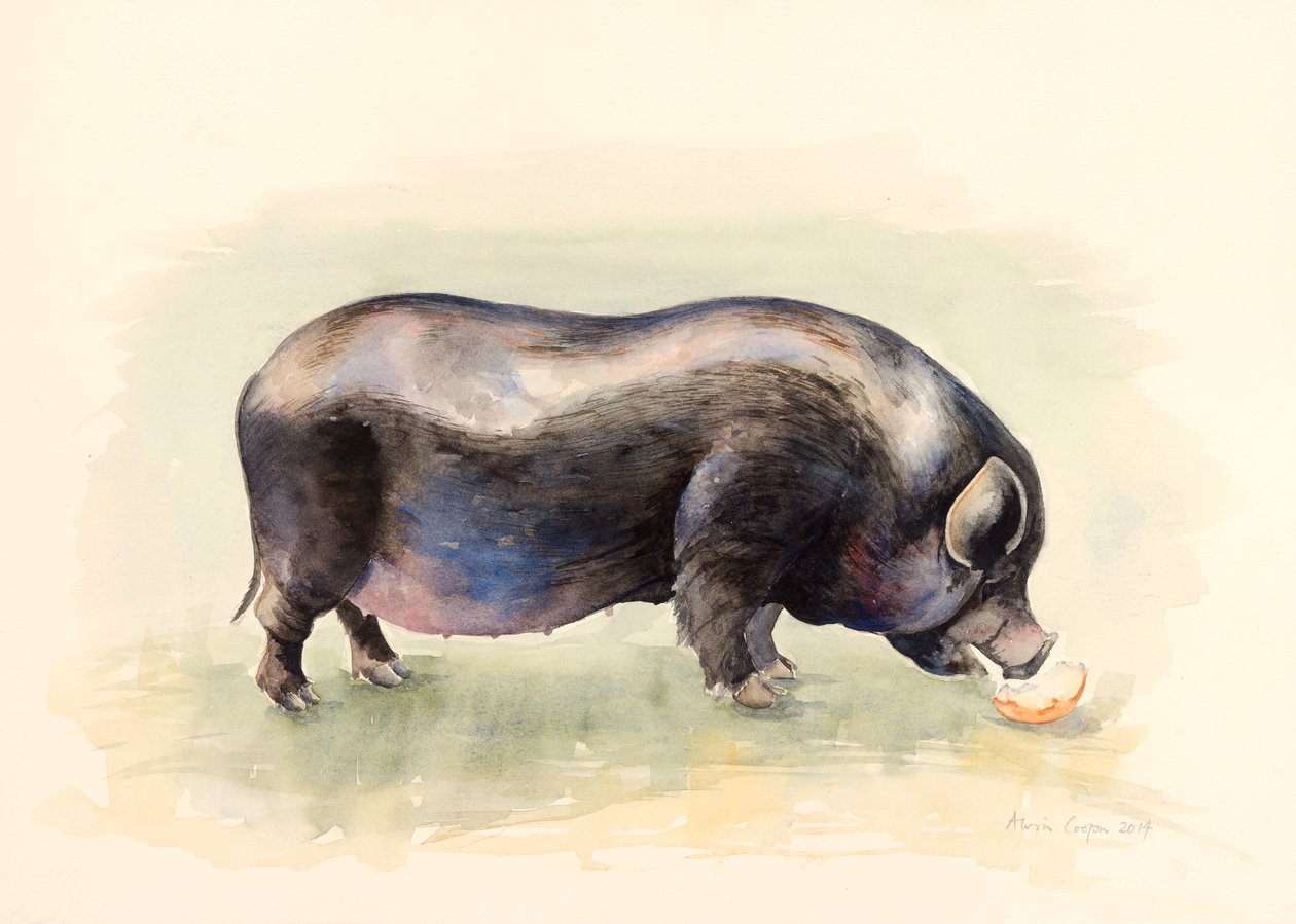 Italiensk sort gris, 2014, akvarel af Alison Cooper