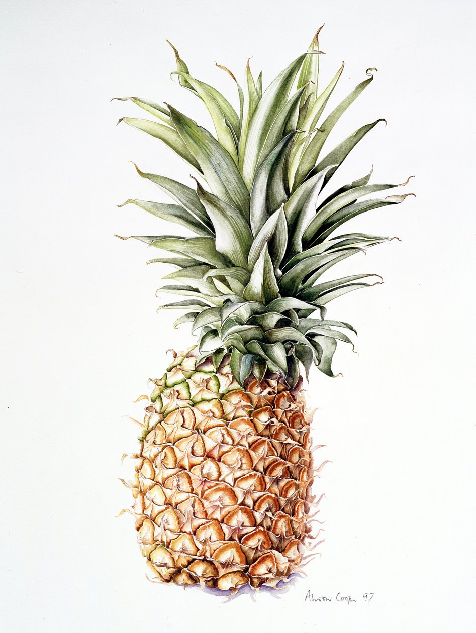Ananas, 1997 af Alison Cooper