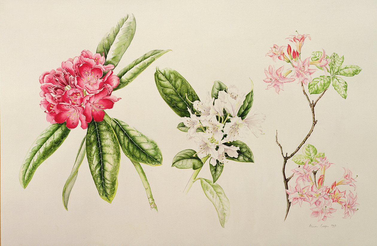 Rhododendron, 1998 af Alison Cooper