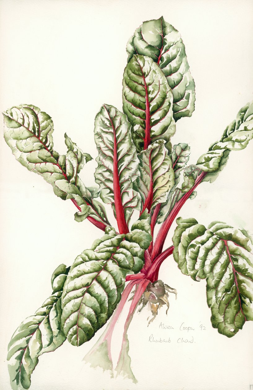 Rabarber Chard, 1992 af Alison Cooper