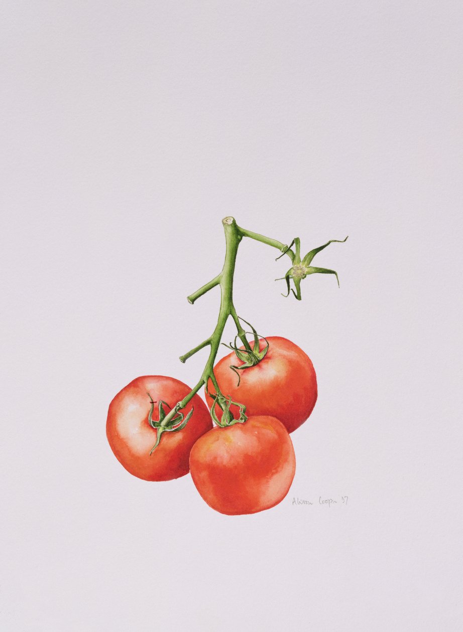 Three Tomatoes on the Vine, 1997 af Alison Cooper