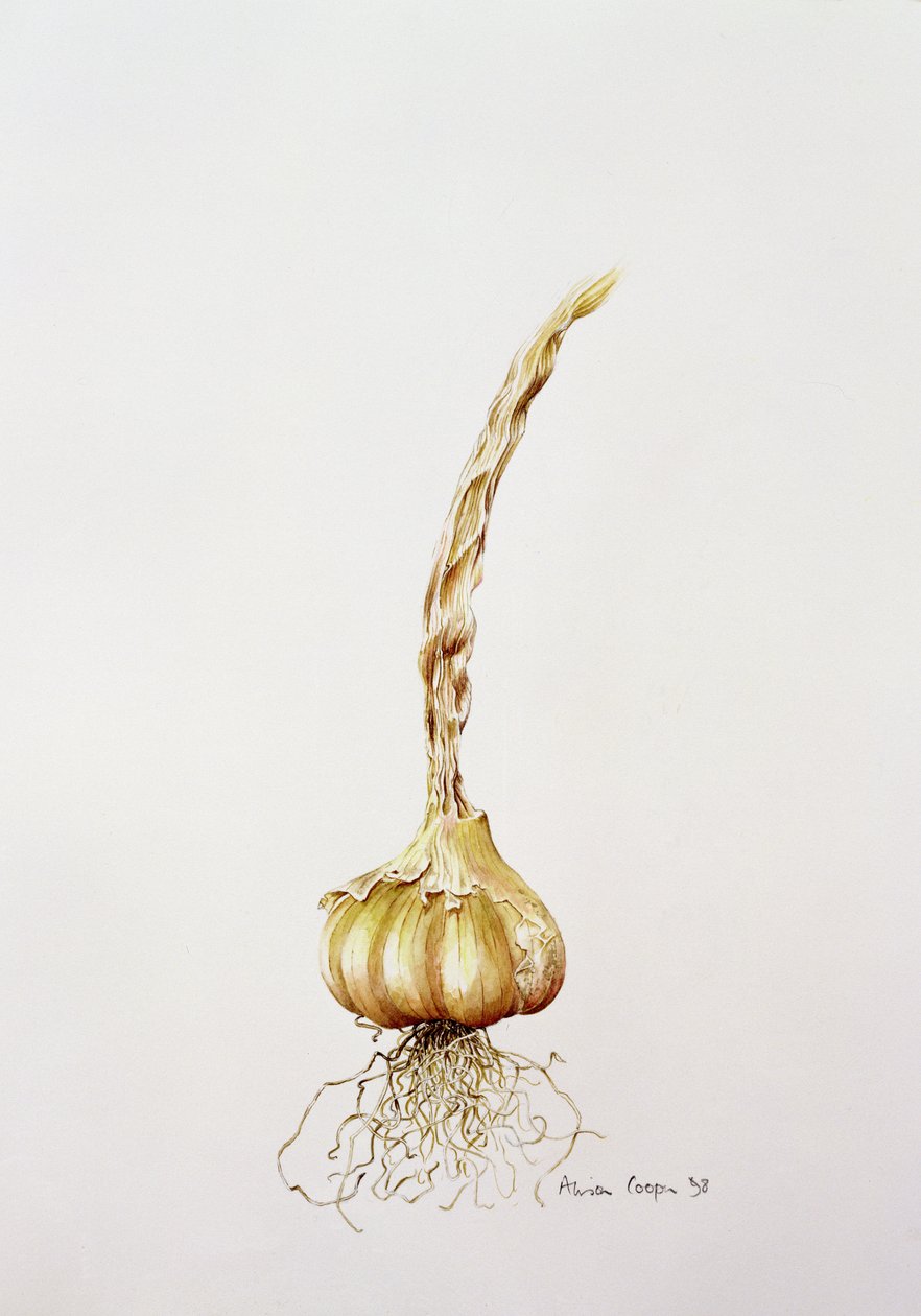 hvidløg, 1998 af Alison Cooper