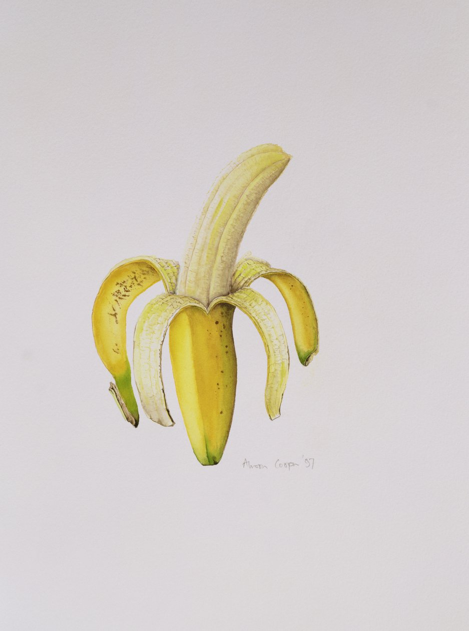 En halvskrællet banan, 1997 af Alison Cooper