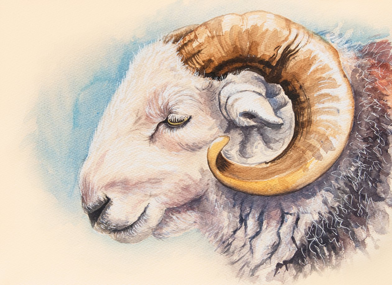 En Herdwick vædder af Alison Cooper