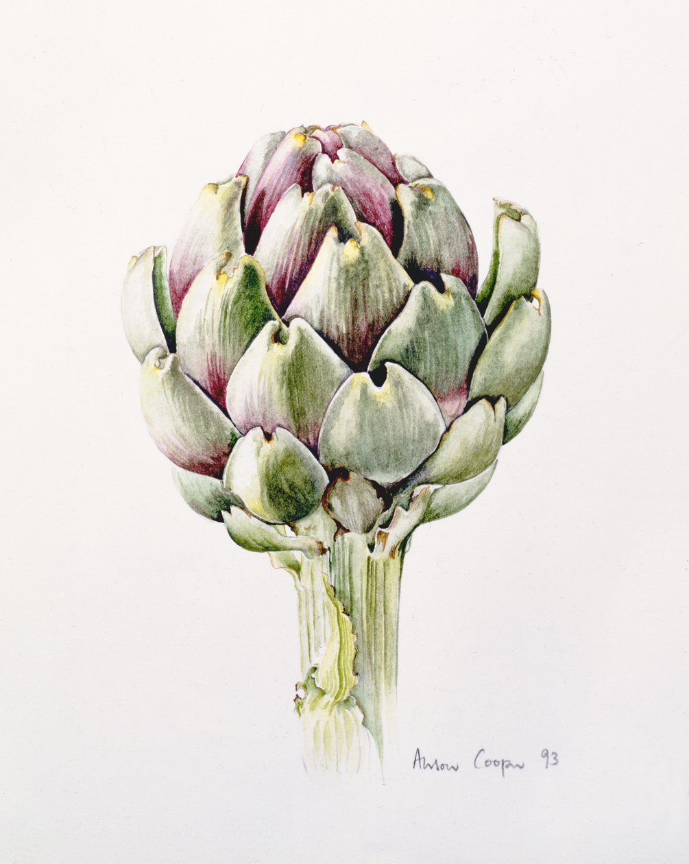 Artiskokstudie, 1993 af Alison Cooper
