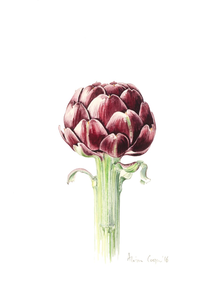 Artiskok fra det romerske marked, 2016, akvarel af Alison Cooper