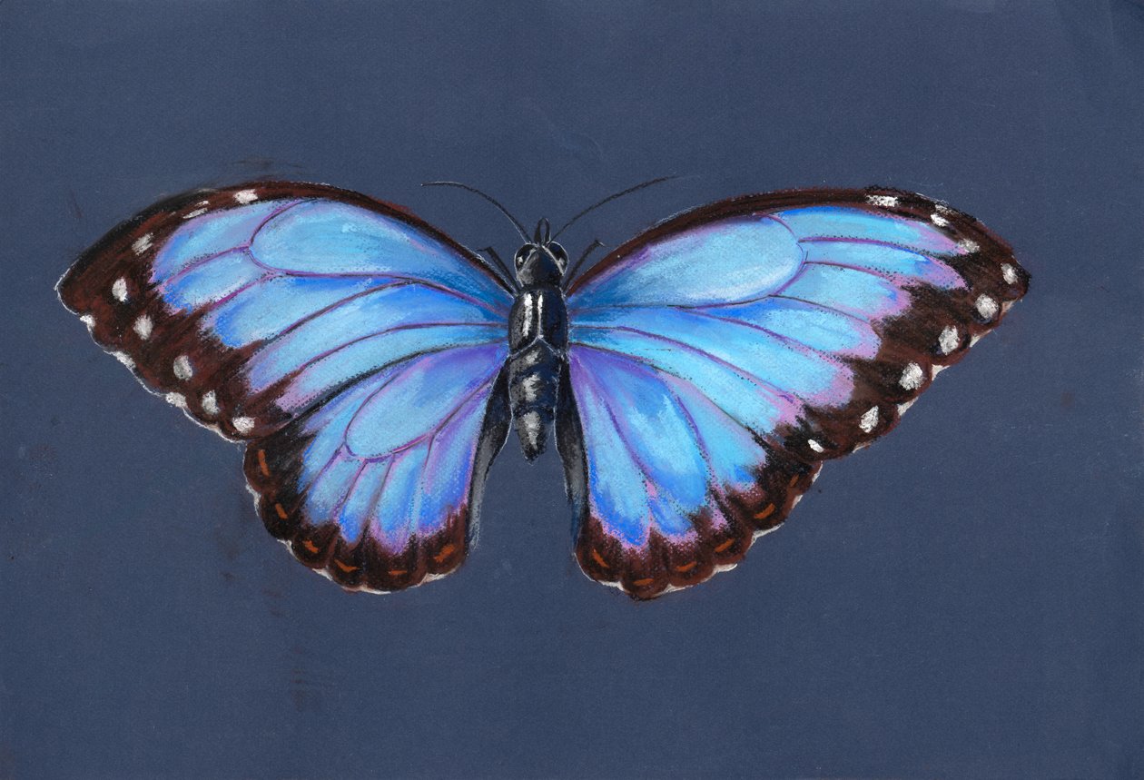 Blue Morpho Butterfly, 2019 (pastel) af Alison Cooper