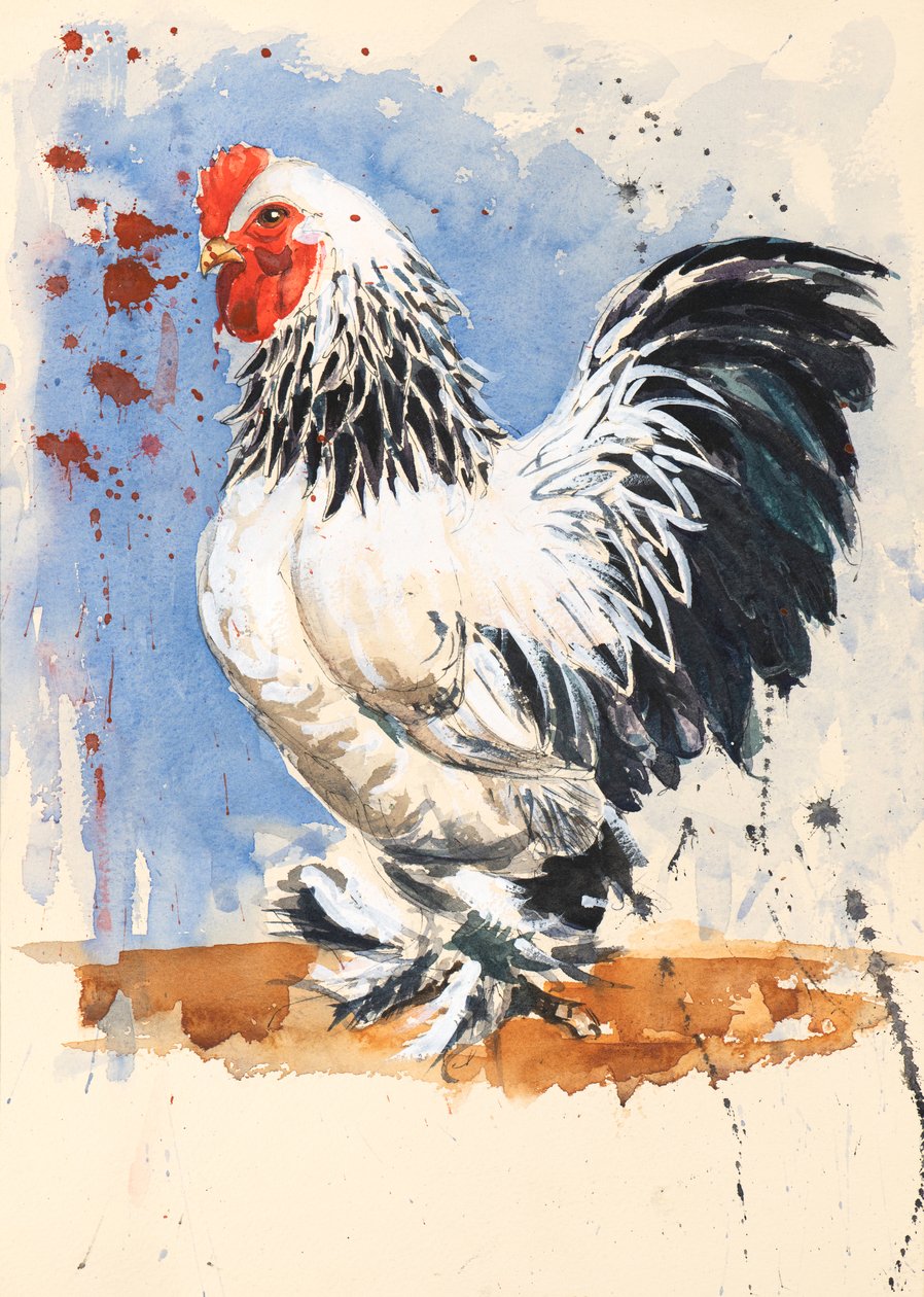 Brahma Bantam Cockerel, 2020 (akvarel) af Alison Cooper