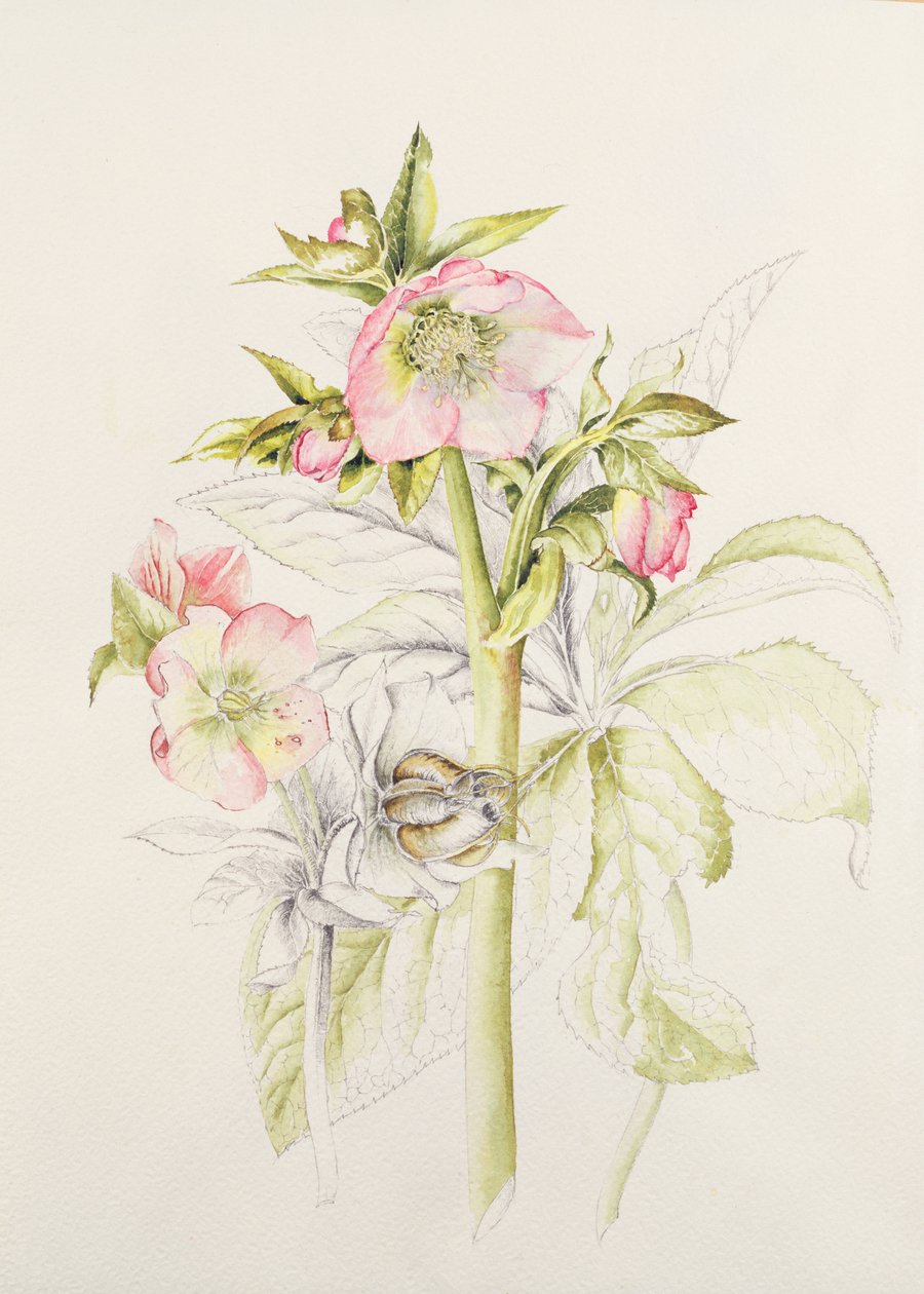 Hellebores af Alison Cooper