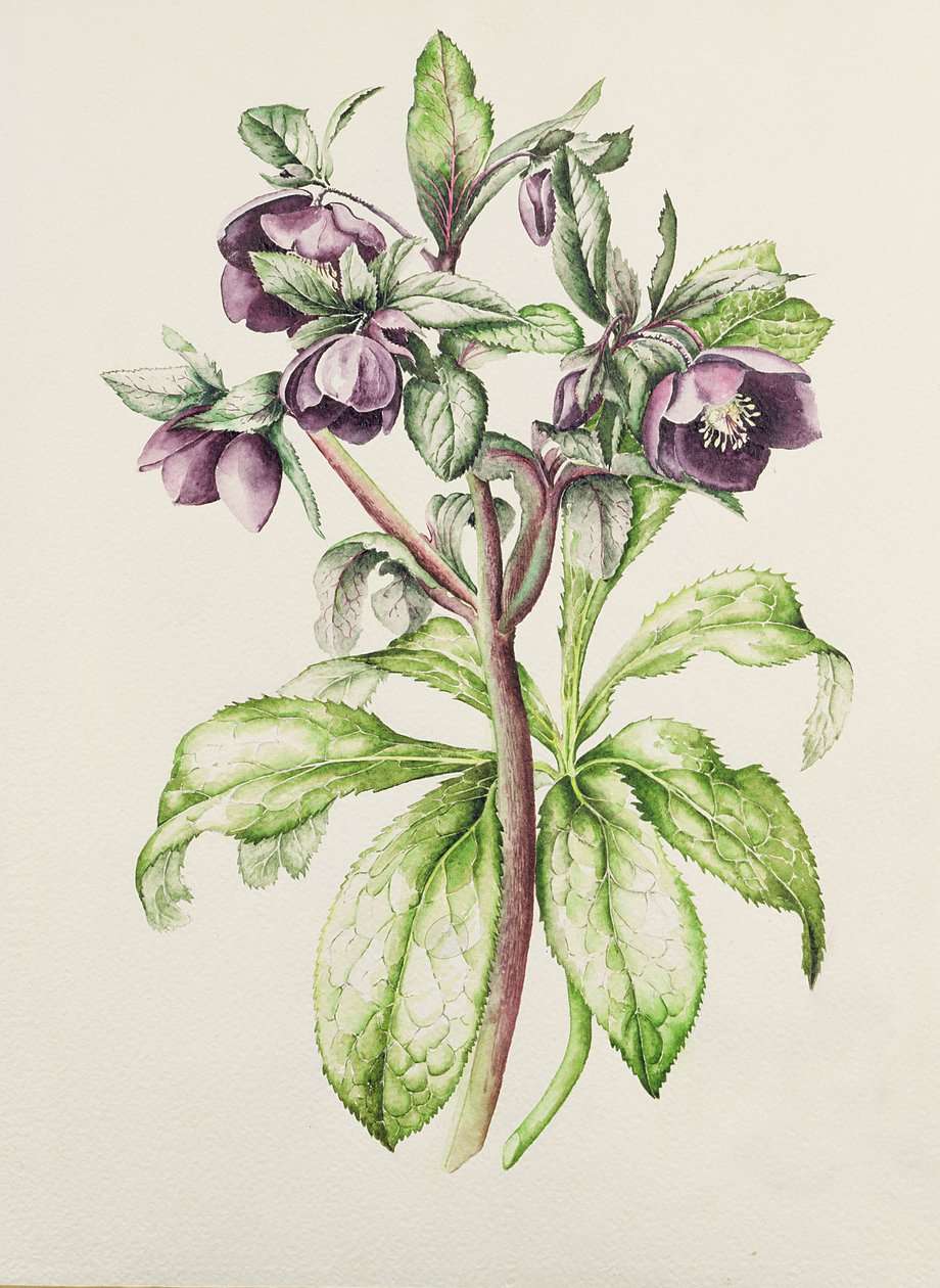 Helleborus Orientalis fra Helen Ballard (mørk lilla blomster) af Alison Cooper