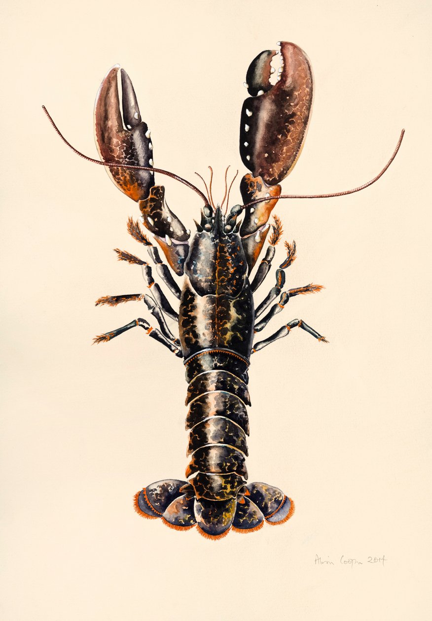 Hummer fra Solva, 2014, akvarel af Alison Cooper