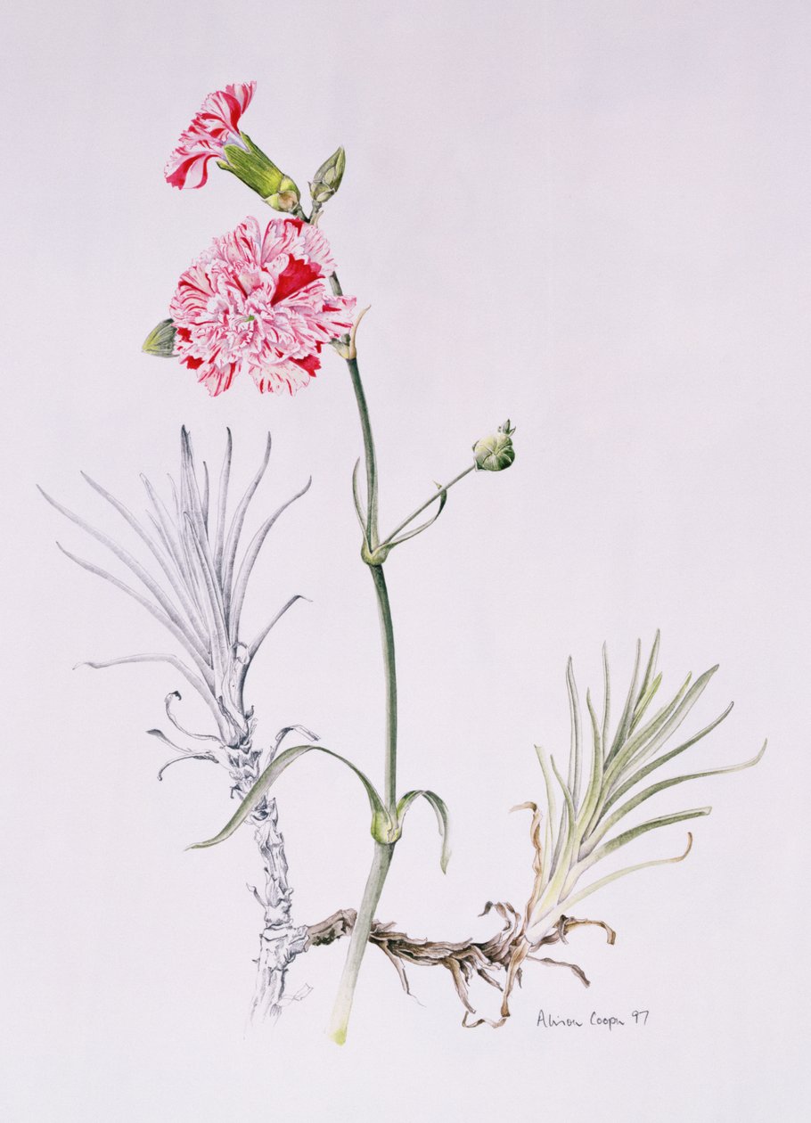 Old Variety of Dianthus, 1997 (wc på papir) af Alison Cooper