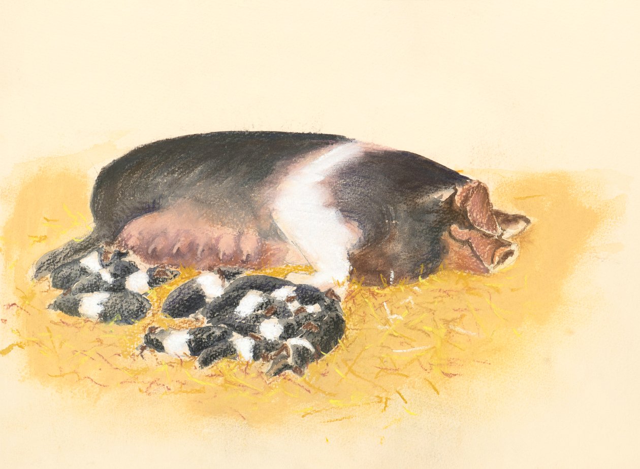 Saddleback so og pattegrise, 2019 (pastel) af Alison Cooper