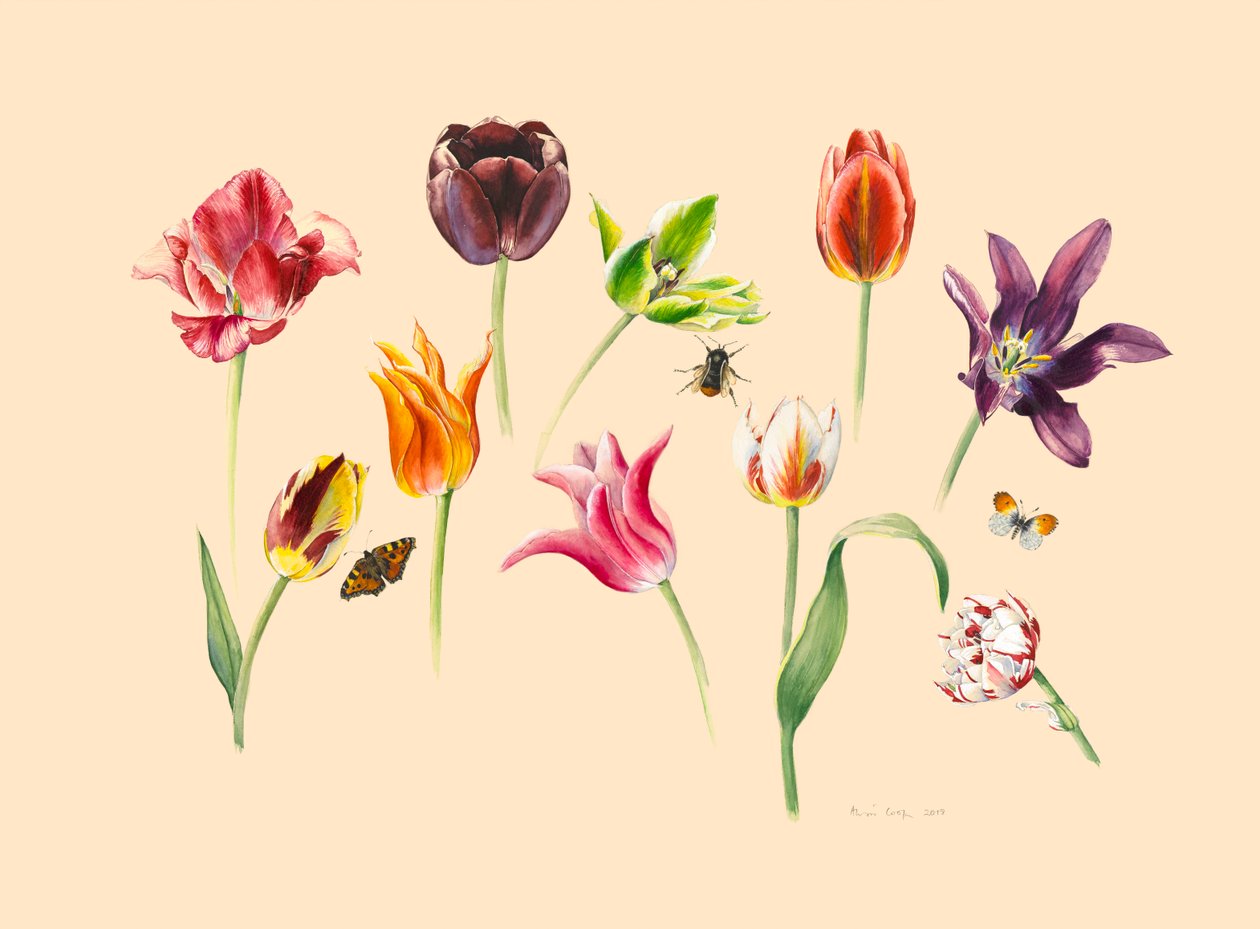 forårstulipaner og insekter af Alison Cooper
