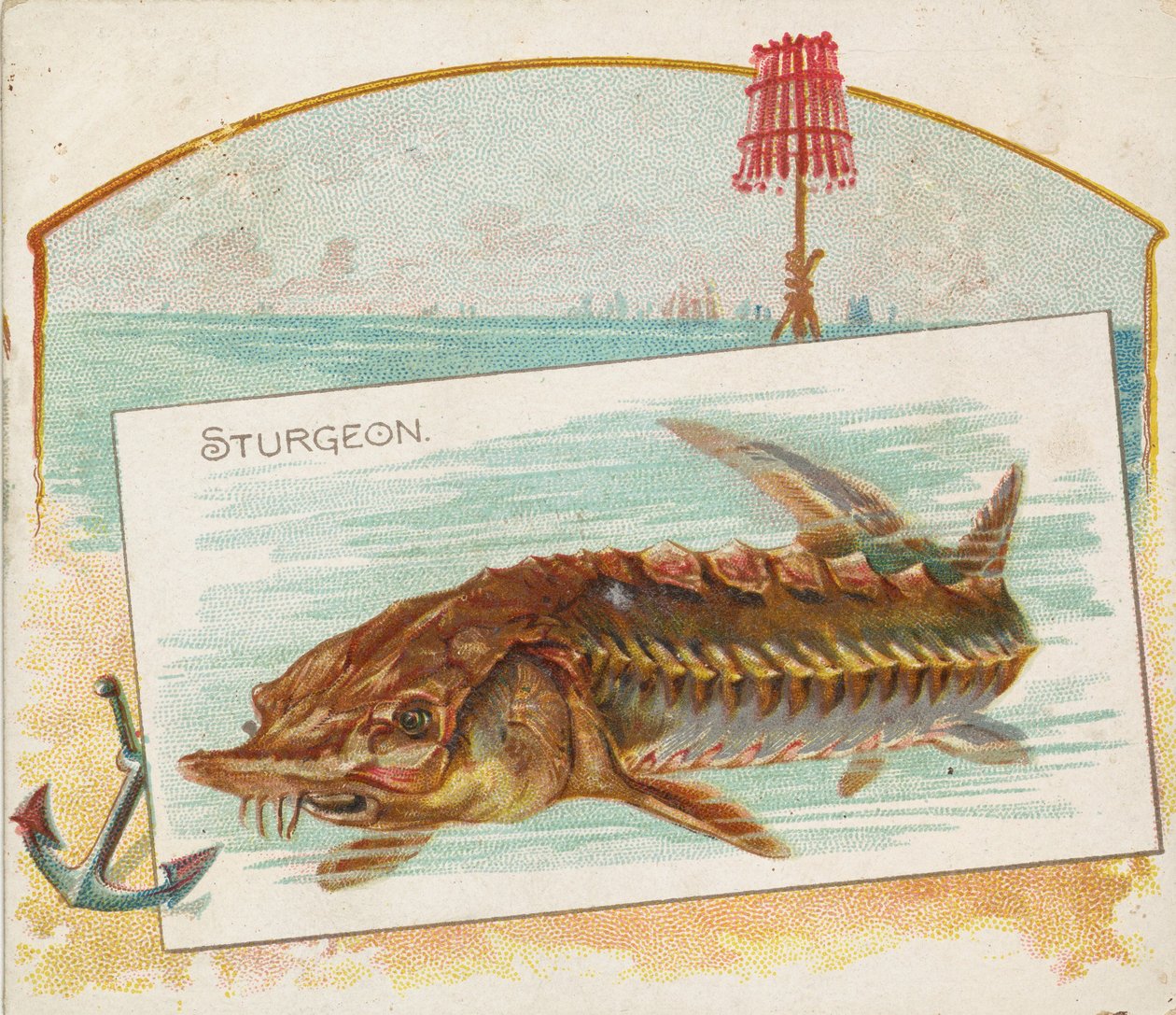 Sturgeon, fra Fish fra American Waters serie N39 til Allen & Ginter Cigarettes, 1889. af Allen and Ginter