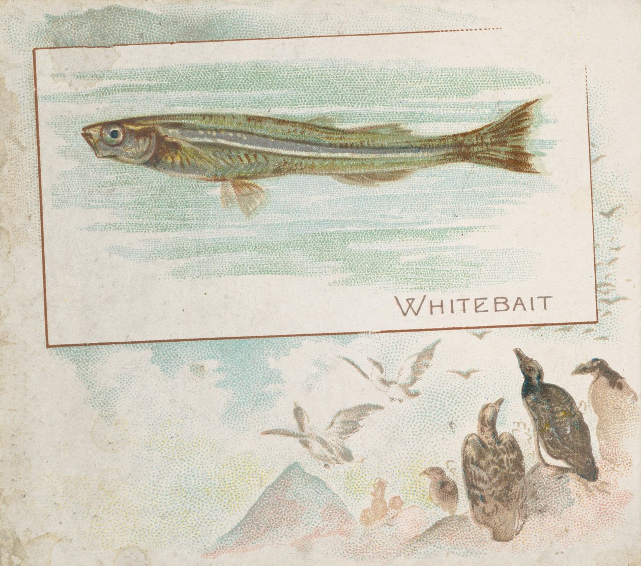Whitebait, fra Fish fra American Waters serie N39 til Allen & Ginter Cigarettes, 1889. af Allen and Ginter
