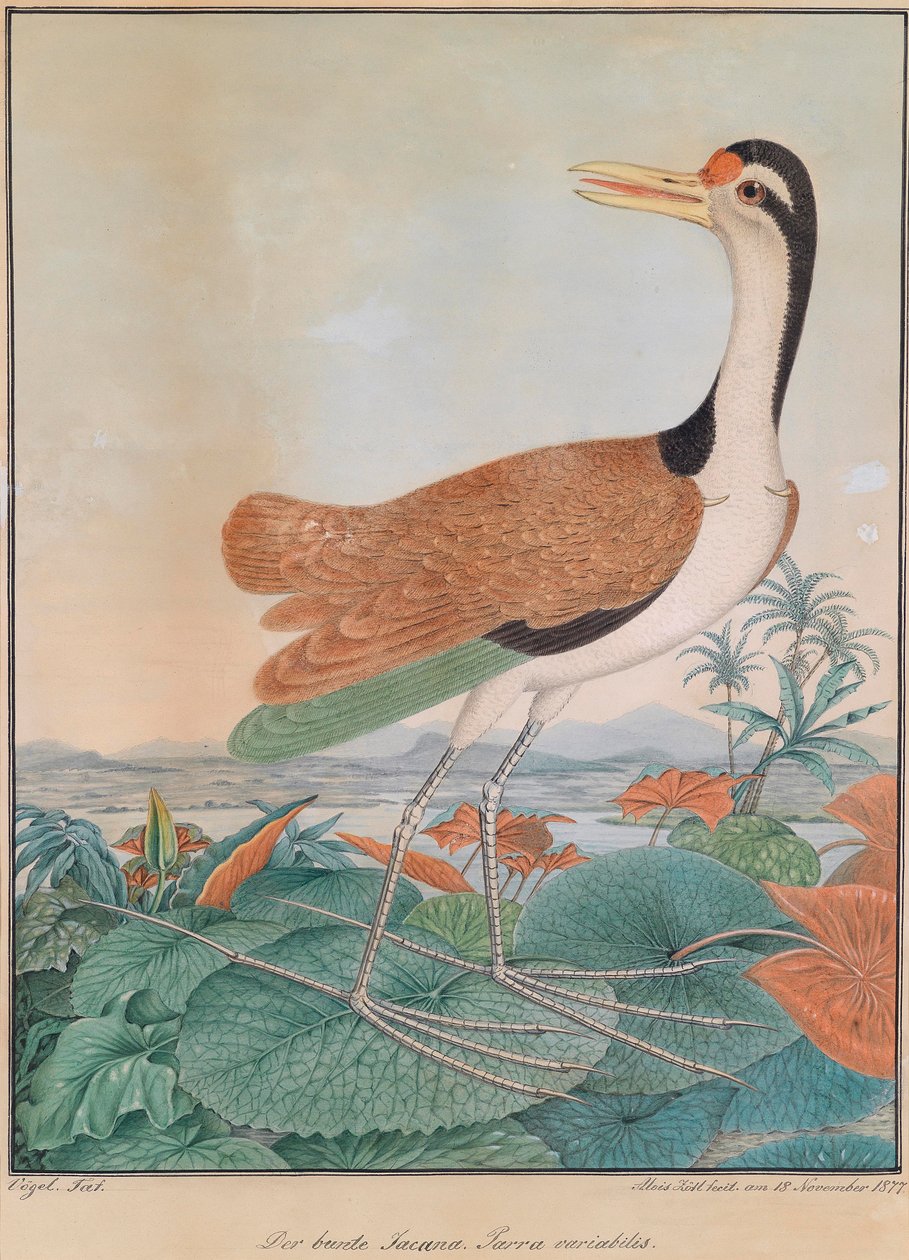 Den farverige jacana. Parra variabilis. (farverig spurving), gå over lilje blade, i baggrunden bjerge og kysten af Aloys Zötl