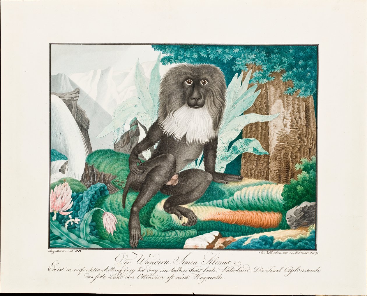 En makak, 1837 af Aloys Zötl