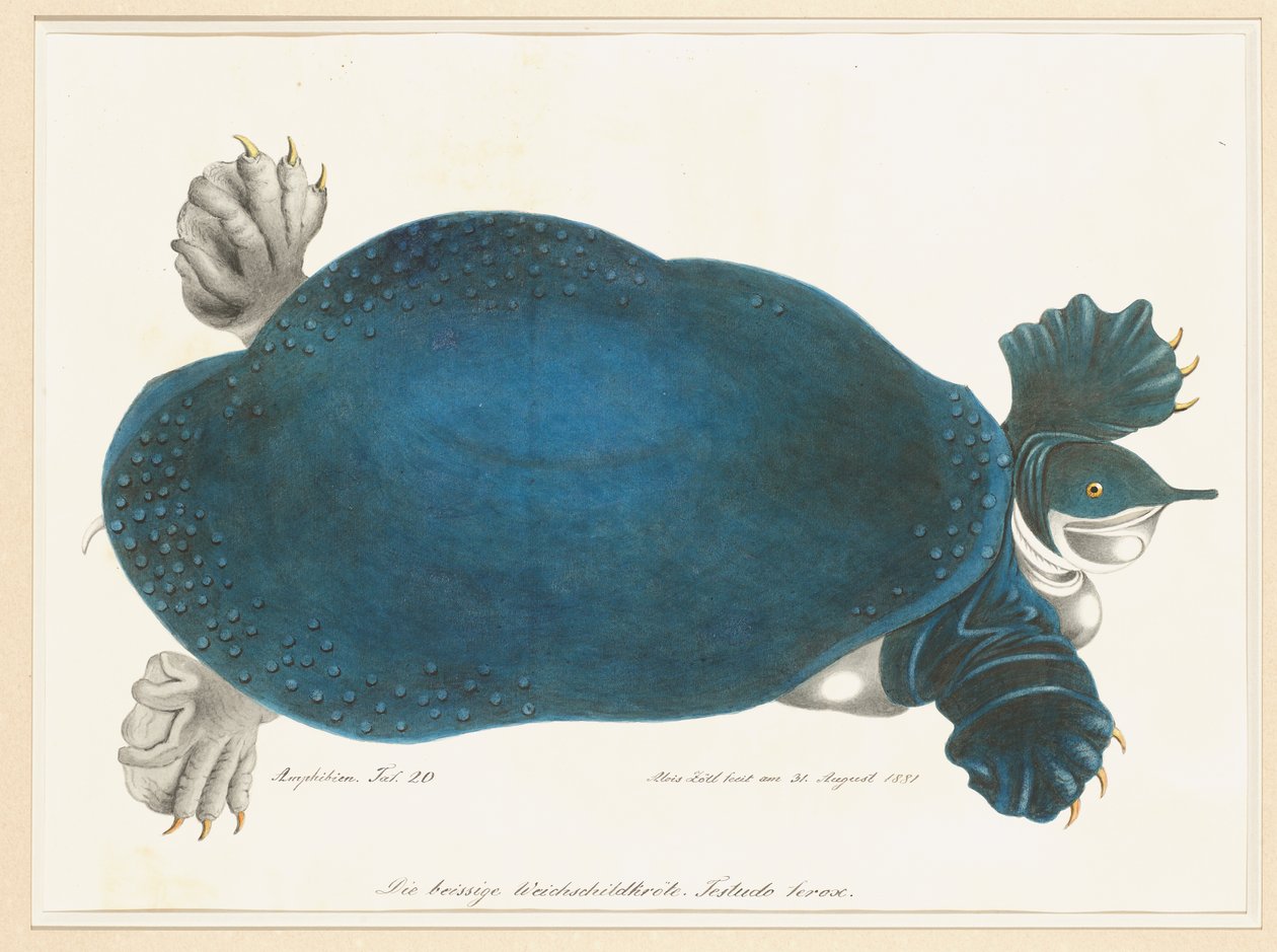 American Softshell Turtle eller Trionyx, tidligere kaldet Blue Turtle af Aloys Zötl