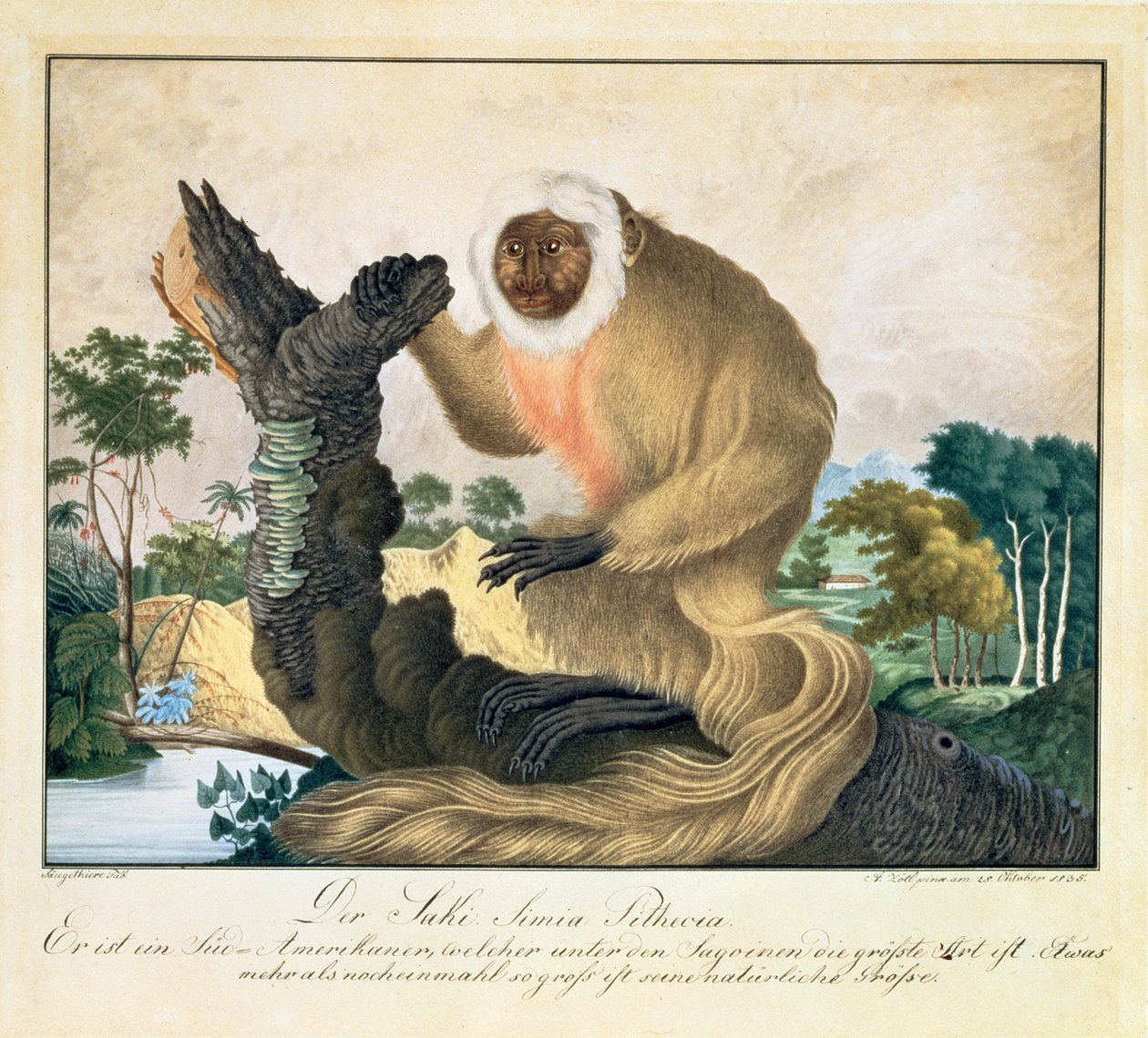 Saki-aben, 1835 af Aloys Zötl