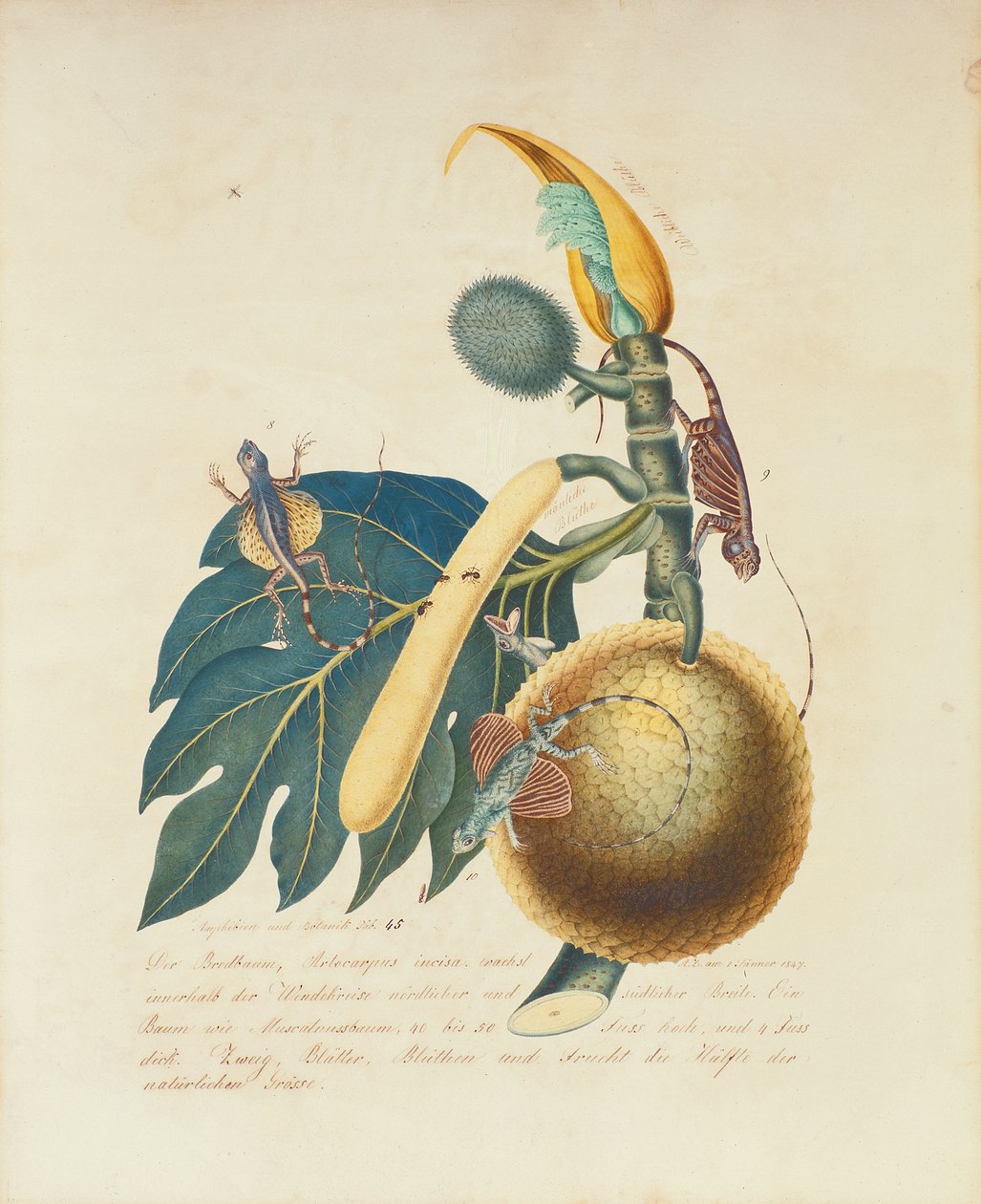 Der Broadbaum..., 1847 (wc på papir) af Aloys Zötl