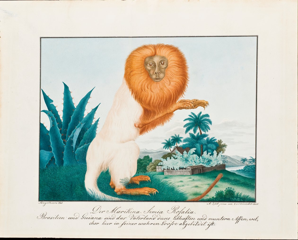 Den hvide Saki, 1835 af Aloys Zötl