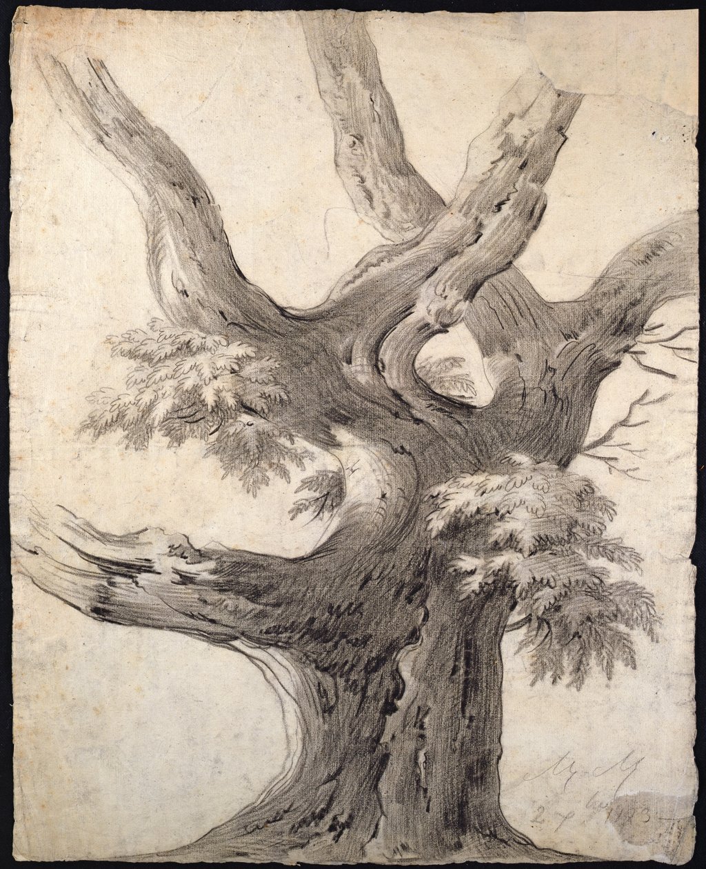 Studie af et træ, 1823 (kul på papir) af Alphonse Nicolas Michel Mandevare