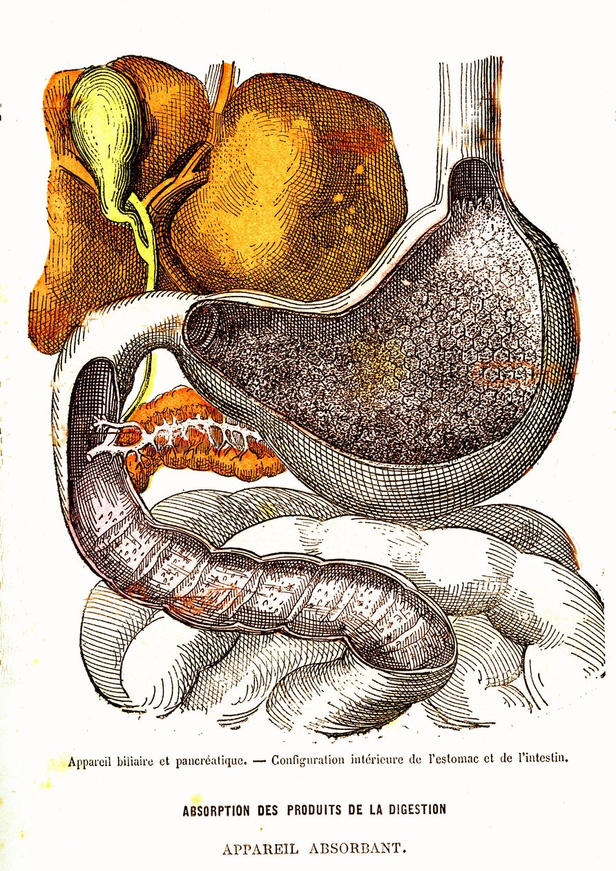 Biliary and Pancreatic System - Normal Life & Health af J. Rengade-Tegning af A. Demarle 1881 af Alphonse Demarle