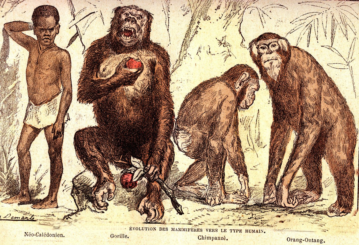 Udvikling af pattedyr til den menneskelige type: Naturlig skabelse og levende væsener (De Jules Rengade). Tegning af A. Demarle. 1885 af Alphonse Demarle