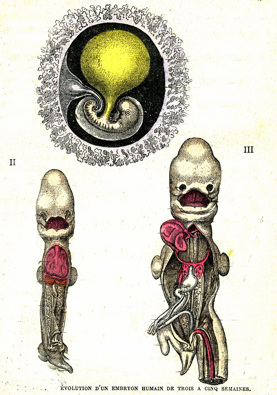 Evolution af det menneskelige embryo: Naturlig skabelse og levende væsener (af Jules Rengade) af Alphonse Demarle