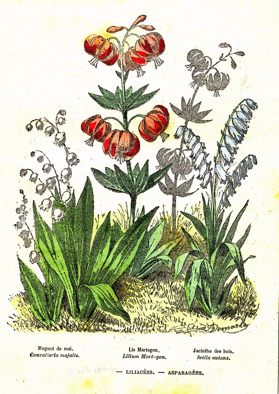 Liliaceer, asparges: Naturlig skabelse og levende væsener. Tegning af A. Demarle. 1885 af Alphonse Demarle