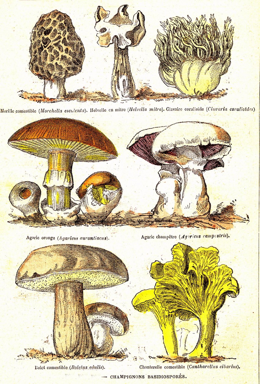 Svampe Basidiosporer: Naturlige skabelse og levende væsener (De Jules Rengade). Tegning af A. Demarle. 1885 af Alphonse Demarle