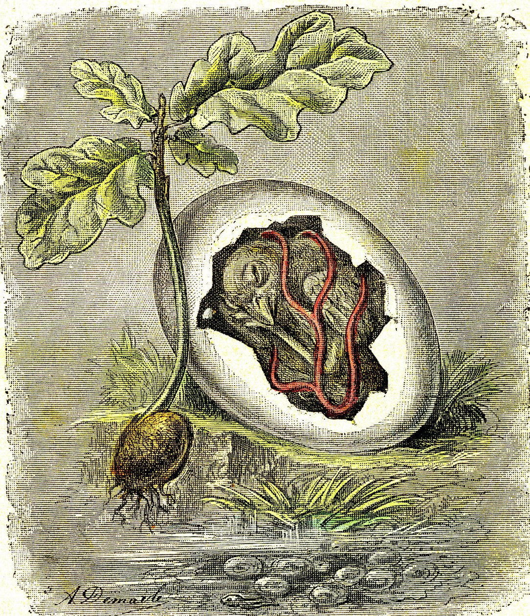 Natur. Æg og frø: Første tilstand af organiserede væsener. Naturlig skabelse og levende væsener. (J. Rengade) tegning af A. Demarle. 1885 af Alphonse Demarle