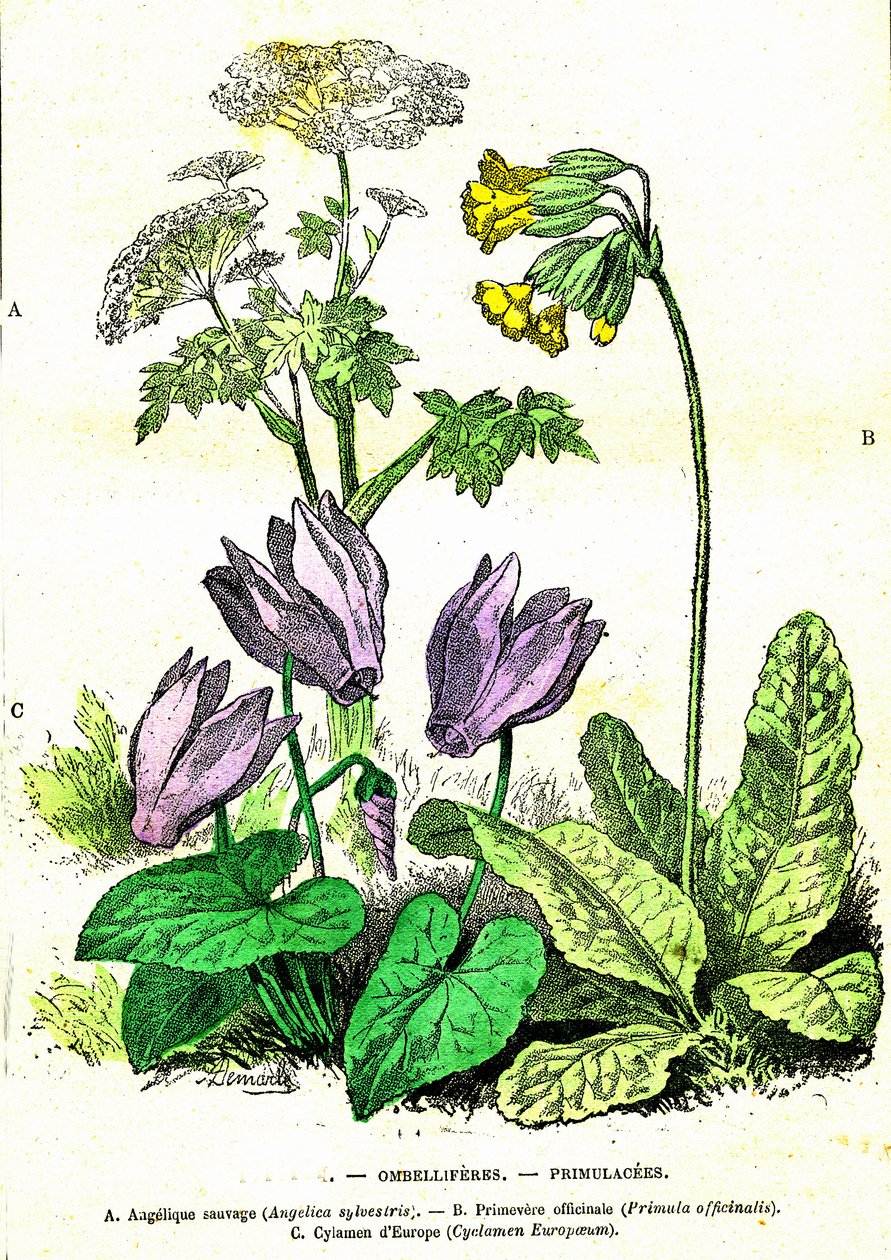Ombelliferes, Primulacees: Naturlig skabelse og levende væsener. Tegning af A. Demarle. 1885 af Alphonse Demarle