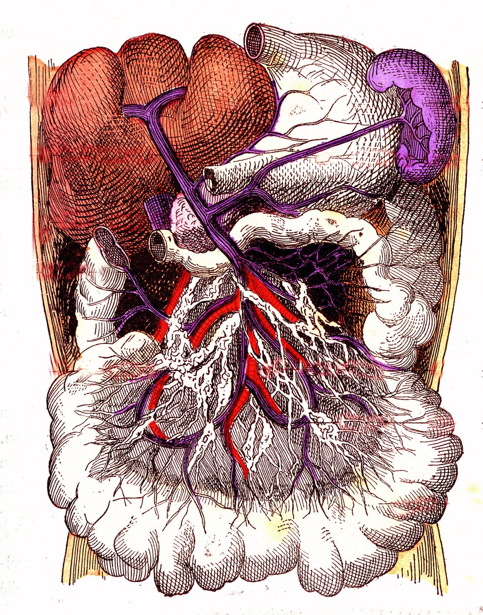 Organer for intestinal absorption - J. Rengades normale liv og helbred. Tegning af A. Demarle 1881 af Alphonse Demarle